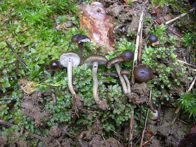 Camarophyllopsis atrovelutina  (Romagn.)  Argaud